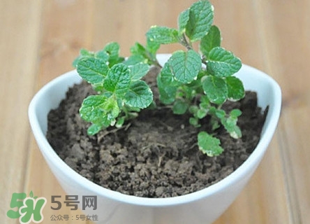 薄荷能放臥室嗎？薄荷能不能放臥室