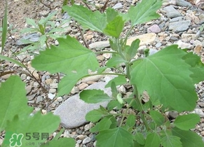 胃酸過多吃灰灰菜有好處嗎？胃酸過多能吃灰灰菜嗎
