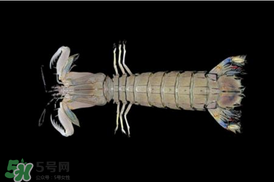 皮皮蝦有黃嗎？皮皮蝦什么時(shí)候有黃？