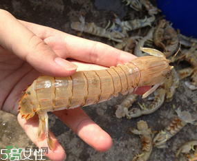 ?皮皮蝦發(fā)綠能吃嗎？?皮皮蝦變綠了還能吃嗎？