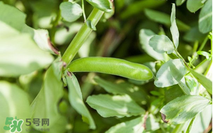 什么人不能吃蠶豆？吃蠶豆的禁忌人群
