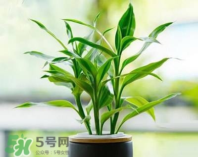富貴竹可以和百合一起養(yǎng)嗎？富貴竹可以和什么花養(yǎng)？