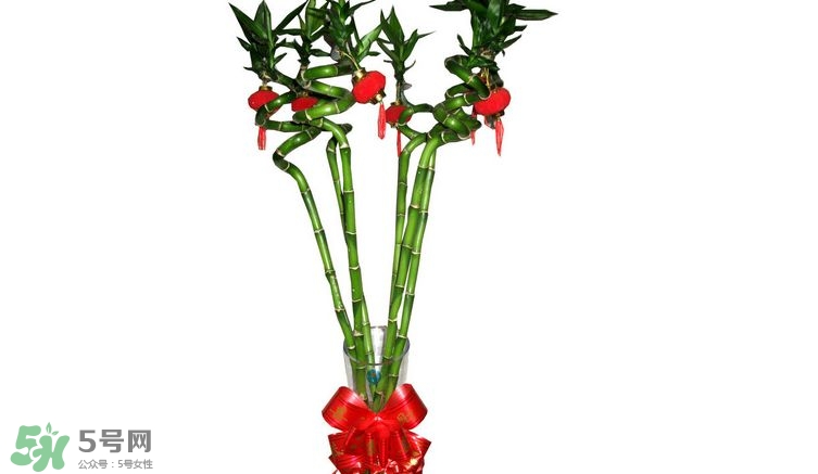 富貴竹可以和百合一起養(yǎng)嗎？富貴竹可以和什么花養(yǎng)？