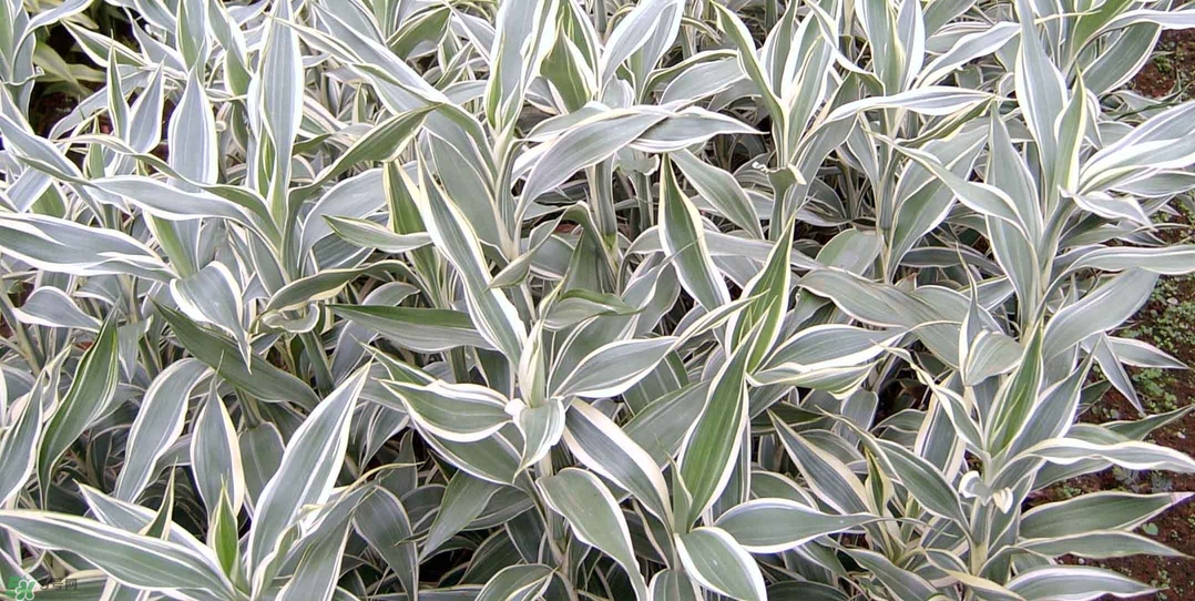 富貴竹有幾個(gè)品種？富貴竹有種子嗎？