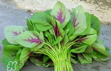 莧菜怎么種？莧菜如何種植