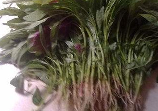汗菜怎么摘？汗菜怎么擇