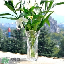 富貴竹有幾個(gè)品種？富貴竹有種子嗎？