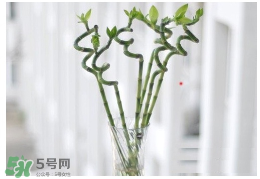 富貴竹葉子發(fā)黃怎么辦？富貴竹怎么養(yǎng)才能更旺盛？
