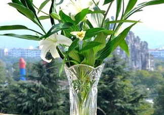 富貴竹有幾個(gè)品種？富貴竹有種子嗎？