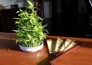富貴竹葉子發(fā)黃怎么辦？富貴竹怎么養(yǎng)才能更旺盛？