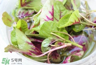 莧菜怎么洗？莧菜怎么擇