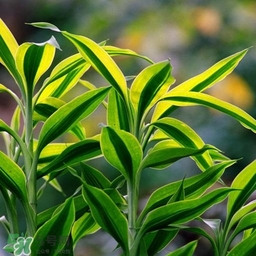 富貴竹有幾個(gè)品種？富貴竹有種子嗎？