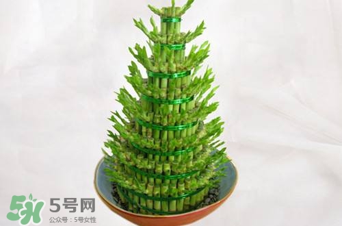 富貴竹可以和百合一起養(yǎng)嗎？富貴竹可以和什么花養(yǎng)？