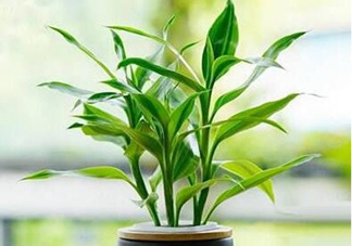 富貴竹可以和百合一起養(yǎng)嗎？富貴竹可以和什么花養(yǎng)？