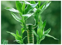 富貴竹葉子發(fā)黃怎么辦？富貴竹怎么養(yǎng)才能更旺盛？