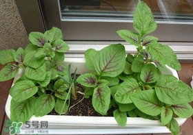莧菜怎么種？莧菜如何種植