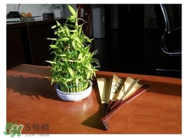 富貴竹葉子發(fā)黃怎么辦？富貴竹怎么養(yǎng)才能更旺盛？
