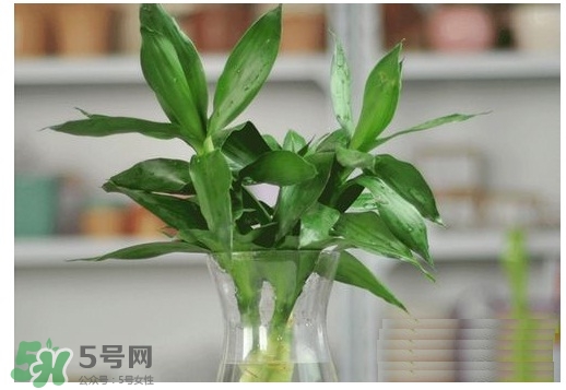 富貴竹葉子發(fā)黃怎么辦？富貴竹怎么養(yǎng)才能更旺盛？