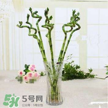 富貴竹有幾個(gè)品種？富貴竹有種子嗎？