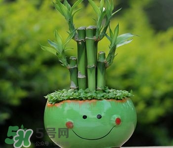 富貴竹可以和百合一起養(yǎng)嗎？富貴竹可以和什么花養(yǎng)？