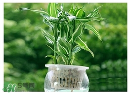 富貴竹葉子發(fā)黃怎么辦？富貴竹怎么養(yǎng)才能更旺盛？