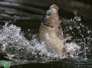 谷雨怎么釣魚？谷雨前后釣魚技巧