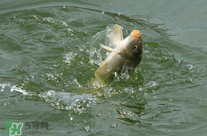 谷雨怎么釣魚？谷雨前后釣魚技巧