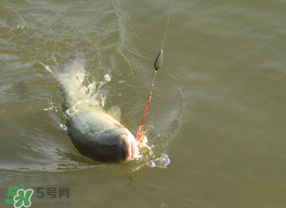谷雨好釣魚嗎？谷雨釣魚用什么餌料？