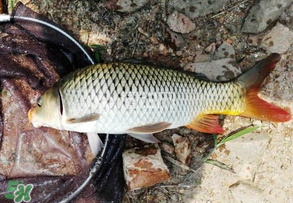 谷雨好釣魚嗎？谷雨釣魚用什么餌料？