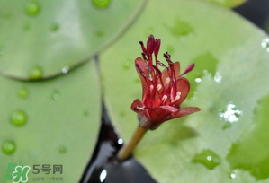 莼菜多少錢一斤？莼菜多少錢一斤2017？