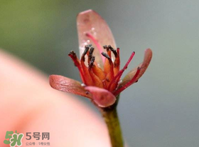 莼菜是什么菜？莼菜是荷葉嗎？