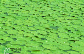 莼菜可以生吃嗎？莼菜怎么吃？