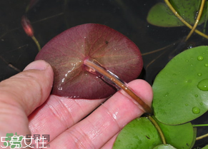 ?莼菜什么時節(jié)有？莼菜什么時候采摘？