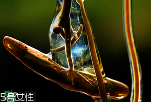 ?莼菜什么時節(jié)有？莼菜什么時候采摘？