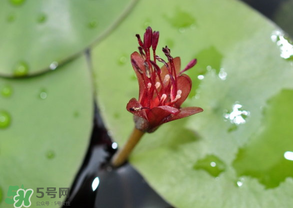 莼菜能放冰箱嗎？莼菜怎么保存？