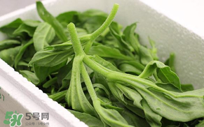 冰菜什么人不適宜吃？冰菜什么體質(zhì)不能吃？