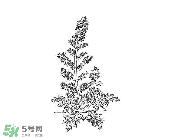 白蒿孕婦能吃嗎？孕婦可以吃白蒿嗎？