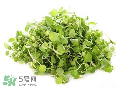 西洋菜怎么吃？西洋菜怎么做好吃