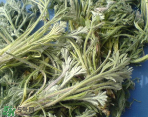 白蒿能治黃疸嗎？白蒿水可以治黃疸嗎？