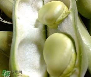 蠶豆多少錢一斤？蠶豆多少錢一斤2017？