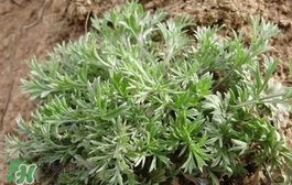 白蒿多少錢一斤？白蒿的價(jià)格