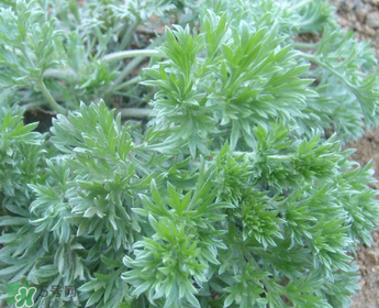 白蒿多少錢一斤？白蒿的價(jià)格
