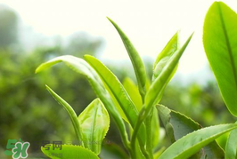 谷雨為什么喝谷雨茶？谷雨茶是什么茶？