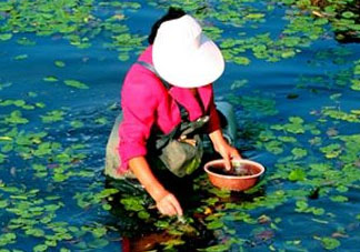莼菜是什么菜？莼菜是荷葉嗎？