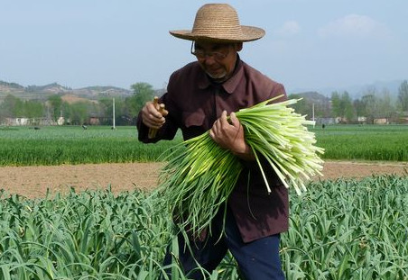 蒜苔是怎么長(zhǎng)出來的？蒜苔是大蒜長(zhǎng)出來的嗎