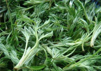 白蒿能治黃疸嗎？白蒿水可以治黃疸嗎？