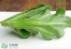 冰草不能和什么一起吃？冰草不能和什么同時(shí)吃？