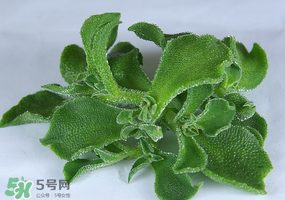 冰草可以放冰箱嗎？冰草能用冰塊保存嗎？