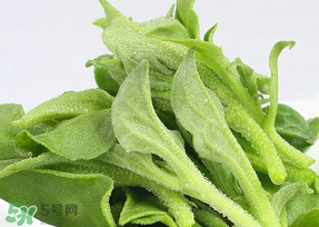 冰草可以放冰箱嗎？冰草能用冰塊保存嗎？