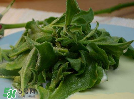 冰草多少錢一斤？非洲冰草多少錢一斤？